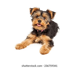 A Happy And Cute Little Teacup Yorkie Puppy Dog Laying 