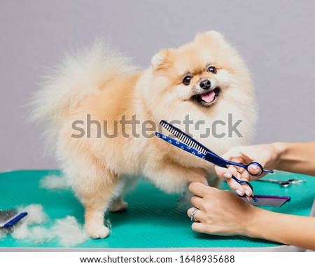 Happy cute Pomeranian Dog getting groomed at salon 
and looks into the frame. Professional cares for a dog in a specialized salon. Grummer hands with scissors. 
Selective focus