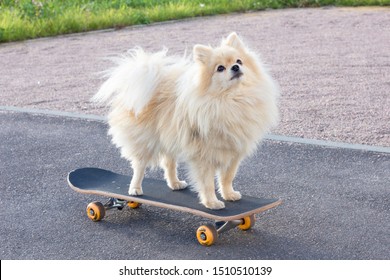Happy cute Pomeranian spitz dog standing, riding on skateboard. Funny fluffy puppy skateboarding, skating on the street in the city at a summer sunny day. Walking with skater dog. Love pet concept.