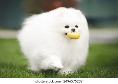 happy cute pomeranian spitz dog running with a toy in mouth, close up shot outdoors in summer - Powered by Shutterstock