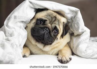 Happy cute pug dog on bed,under  the blanket - Powered by Shutterstock