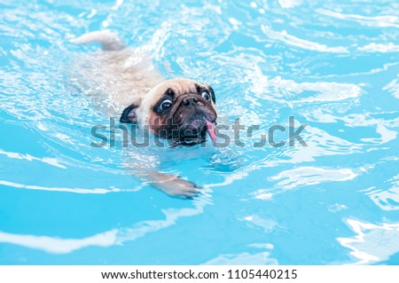 Happy cute pug dog swimming with tongue sticking out in private local pool.