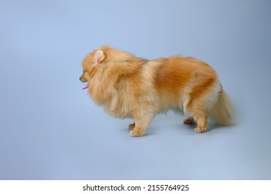 Happy Cute Red Pomeranian Dog On A Blue Background After A Haircut.