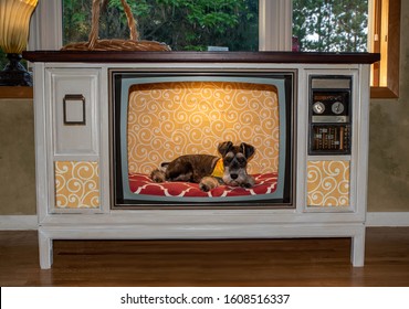 A Happy And Cute Schnauzer Puppy Sitting In Upcycled Television, TV Made Into Dog Kennel. Bed Cushion Is Bright Red And Background Is Yellow Print.  Vintage Tube Tv Made Into Dog Crate Or Bed. 