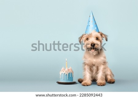 Happy cute scruffy dog celebrating with birthday cake and party hat, blue background with copy space to side
