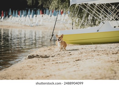 Happy and cute welsh corgi pembroke dog at a sandy beach, sunny summer day. Walking the dog in hot weather. Concept of rest with a pet outdoor - Powered by Shutterstock