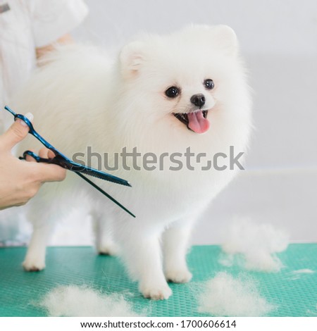 Happy cute white Pomeranian Dog getting groomed at salon. Professional cares for a dog in a specialized salon. Grummer hands with scissors. Process of final shearing of a dog's hair. Selective focus.