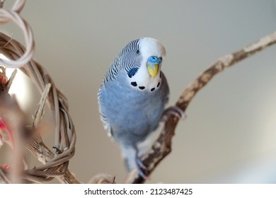 Happy Cute Young Blue Mauve Male Budgie Playing With His Bird Toys Hanging On A Orange Tree Branch 