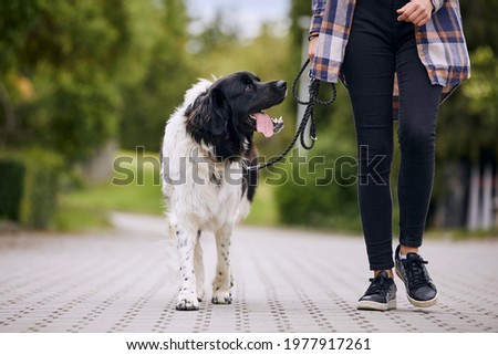 Happy Czech mountain dog on pet leash during walk with his owner in city. 