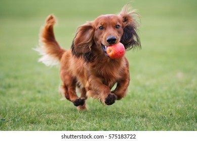 happy dachshund dog playing with an apple outdoors