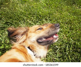 a happy dachshund on fresh grass - Shutterstock ID 185361599