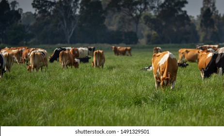 Happy dairy cows on pasture