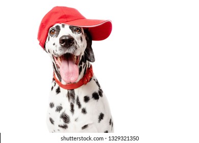 Happy Dalmatian Dog In A Red Baseball Cap And In A Red Collar Isolated On White Background. Dog With Tongue Out. Copy Space