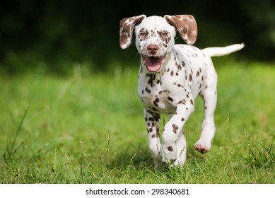happy dalmatian puppy running outdoors