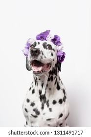犬 イラスト ぶち 模様 の写真素材 画像 写真 Shutterstock