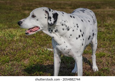 Happy Dalmation Dog With Full Body Pose