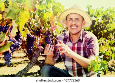 Happy Diligent Mature Male Latino Worker Picking Ripe Grapes In Vine Garden