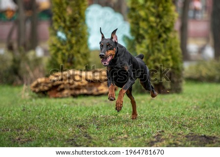 happy doberman running after the ball