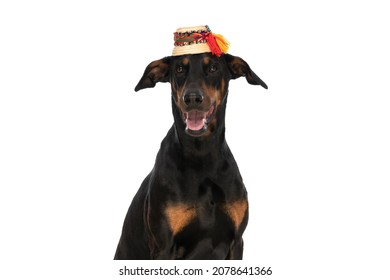 Happy Dobermann Dog With Romanian Hat Sticking Out Tongue And Panting While Sitting Isolated On White Background In Studio