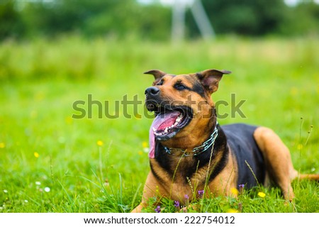 Similar – Image, Stock Photo Margaret Dog Grass Green