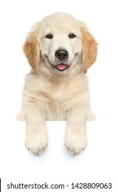 Happy dog above banner, isolated on white background, front view