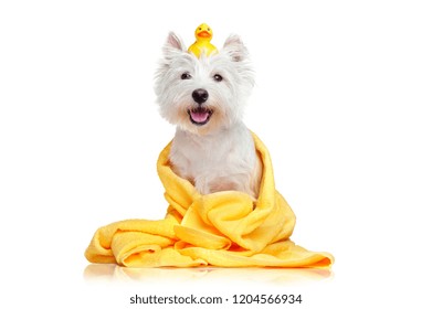 Happy Dog After Bath Wrapped In A Towel