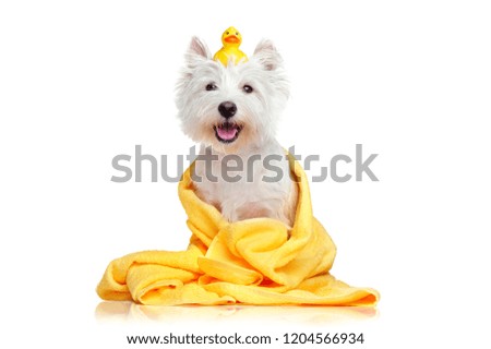 Happy dog after bath wrapped in a towel