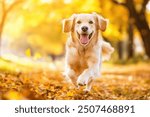 Happy dog in autumn park at sunny day