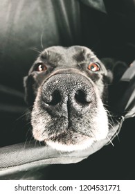 Happy Dog In The Backseat Of A Truck