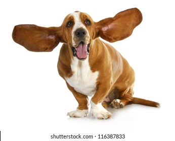 happy dog - basset hound with ears up