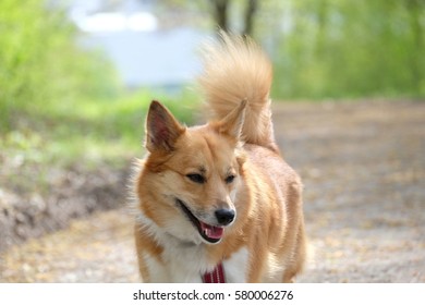 Happy Dog With Beautiful Forest Background