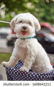 Happy Dog In A Bike Basket