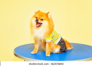 happy dog breed Spitz wearing T-shirt and shorts
