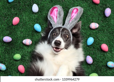 Happy dog with bunny ears surrounded by Easter eggs