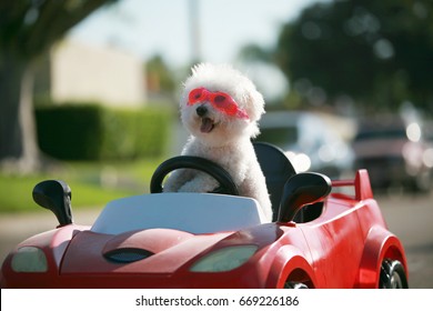 Happy Dog in car. Bichon Frise Dog wears Hot Pink Goggles and enjoys a ride in a pedal car. Fifi the Bichon Frise, takes her Red Hot Rod Pedal Car out for a ride. Dogs love car rides.  
