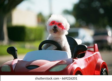 Happy Dog in car. Bichon Frise Dog wears Hot Pink Goggles and enjoys a ride in a pedal car. Fifi the Bichon Frise, takes her Red Hot Rod Pedal Car out for a ride. Dogs love car rides.  
