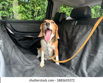 Happy Dog In Car With Leash On, Car Cover For Animal