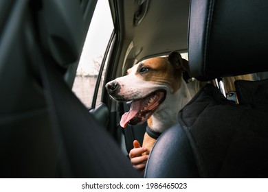 Happy dog in car's back seat, commuting with pets