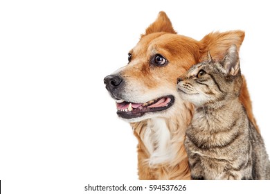 Happy Dog And Cat Together Looking To Side - Closeup Over White With Copy Space