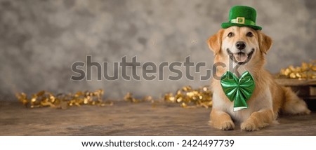 Happy dog celebrating St. Patrick's Day, close-up. A young dog in a leprechaun hat. Panorama. St. Patrick's Day theme concept. Copy space.