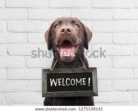 Happy dog with chalkboard with welcome text says hello welcome we’re open against white brick outdoor wall