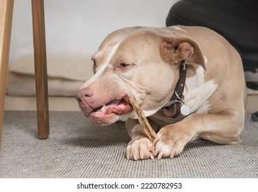 Happy dog with chew stick in mouth and between paws. Large senior dog lying in the living room while chewing on dry meat stick. Female American Pitbull terrier, silver fawn color. Selective focus. - Powered by Shutterstock