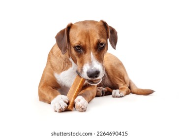Happy dog with chew stick in mouth and between paws. Puppy dog eating a yak milk cheese bone while lying on floor. Natural chew stick for dental and mental health. Selective focus.