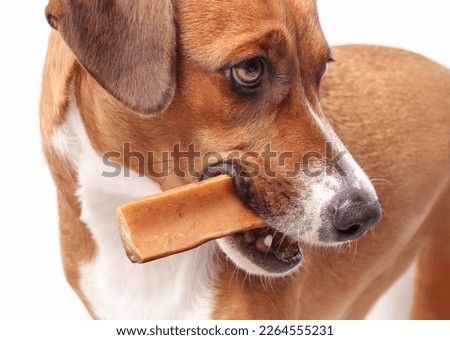Happy dog with chew stick in mouth on light gray background. Close up of brown puppy dog with yak milk dog bone in mouth like a cigar. Natural chew stick for dental and mental health. Selective focus.