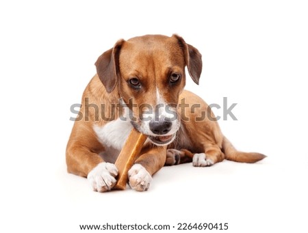Happy dog with chew stick in mouth and between paws. Puppy dog eating a yak milk cheese bone while lying on floor. Natural chew stick for dental and mental health. Selective focus.