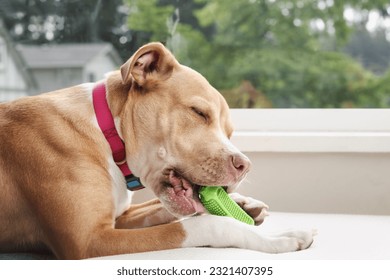 Happy dog with chew toy on sofa chair. Side profile of large puppy dog biting on green rubber dental toy with bristle. Safe chew toy selection concept. 1 year old Boxer Pitbull mix. Selective focus. - Powered by Shutterstock