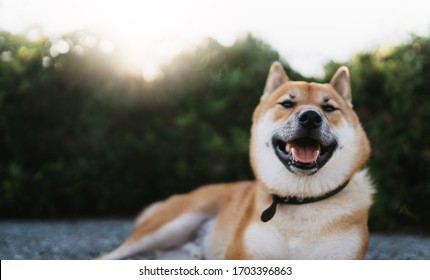happy dog close up rest on background green landscape, chilling shiba inu leisure on park, smile pet relaxing on nature, animal friend relax holiday, mockup copy space