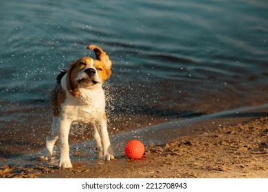 Happy Dog With Closed Eyes Standing On Beach And Shaking Off Water