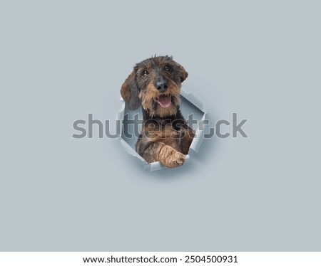 Image, Stock Photo On the dog come hodgepodge