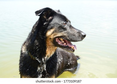 Happy Dog Cooling Off In Lake.